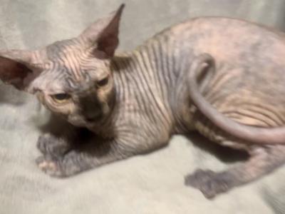 Female Marbled Dark Nose - Sphynx - Gallery Photo #1