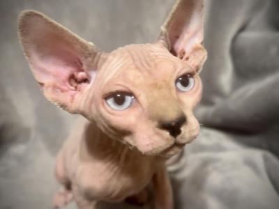 Blue Eyed Male - Sphynx - Gallery Photo #1
