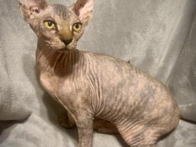 Unique Marble Skin Female - Sphynx - Gallery Photo #1