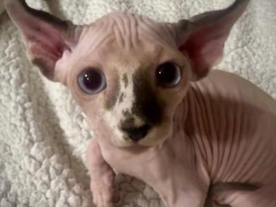 Freckles - Sphynx - Gallery Photo #1