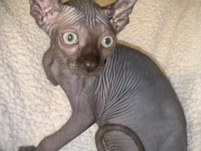 Blue Gray Elf Ear Green Eyed  Male - Sphynx - Gallery Photo #1