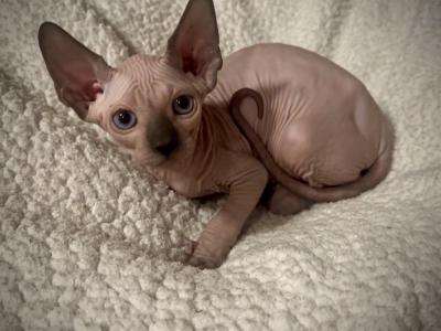 Seal Point Pink Male - Sphynx - Gallery Photo #1