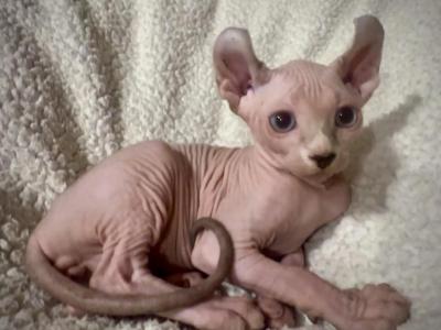 Elf Ear Pink Male Blue Eyed Baby - Sphynx - Gallery Photo #1