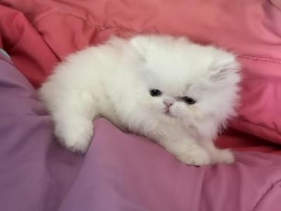 Persian White Female - Persian - Gallery Photo #1