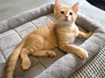 Sunny - American Shorthair - Gallery Photo #1