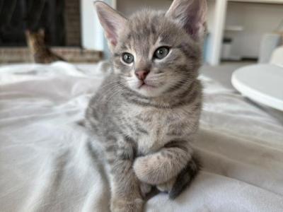Bodi  Silver F2 Savannah Kitten - Savannah - Gallery Photo #1