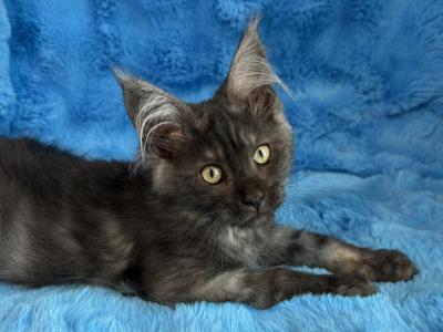 Stormy - Maine Coon - Gallery Photo #1