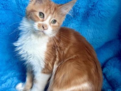 Starla - Maine Coon - Gallery Photo #1