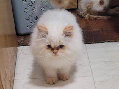 Blaze - Himalayan - Gallery Photo #1