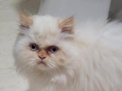 Butter - Himalayan - Gallery Photo #1
