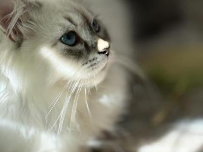 Dexter Neva Masquerade - Siberian - Gallery Photo #1