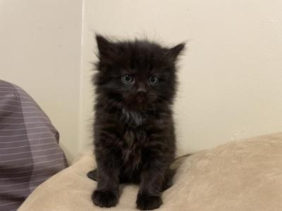 Millers - Maine Coon - Gallery Photo #1
