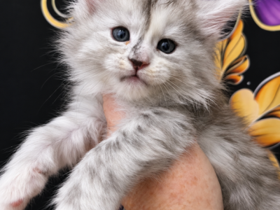 Celeste The Heavenly Litter - Maine Coon - Gallery Photo #1