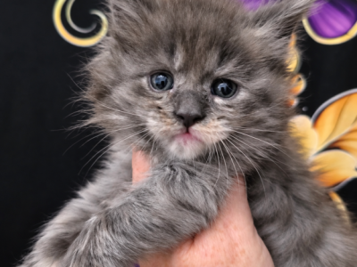 Nevaeh The Heavenly Litter - Maine Coon - Gallery Photo #1