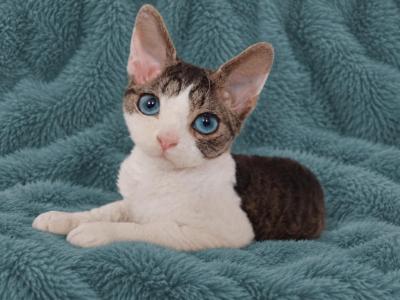 Devon Rex With Dominant Blue Eyes - Devon Rex - Gallery Photo #1
