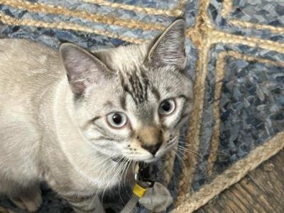 Marvel - Siamese - Gallery Photo #1