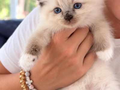 Snow - Ragdoll - Gallery Photo #1