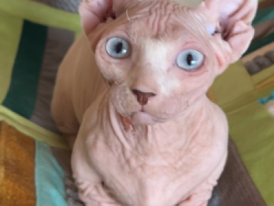 Cosmos - Sphynx - Gallery Photo #1