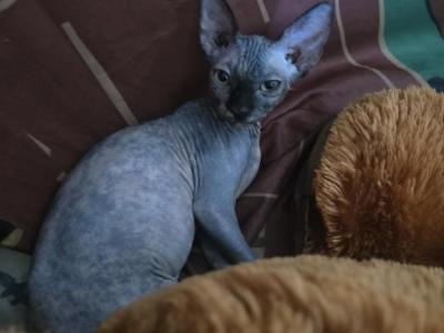 Grey - Sphynx - Gallery Photo #1