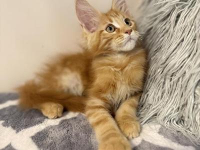 Onyx Lynx Rune Code - Maine Coon - Gallery Photo #1