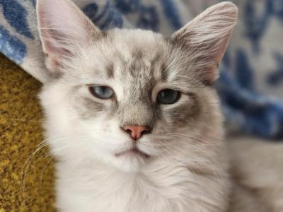 Simon Of The Fairytales Litter - Ragdoll - Gallery Photo #1
