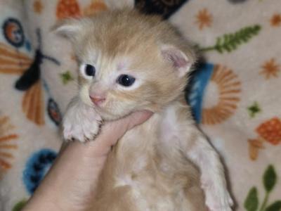 Aug 1st Litter - Maine Coon - Gallery Photo #1