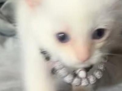 Pearl - Siamese - Gallery Photo #1