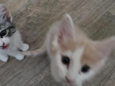 2 Boys One Orange Blk&white 1orange Blk White Boy - Exotic - Gallery Photo #1