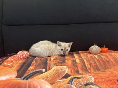 Sahara Male Snow - Bengal - Gallery Photo #1