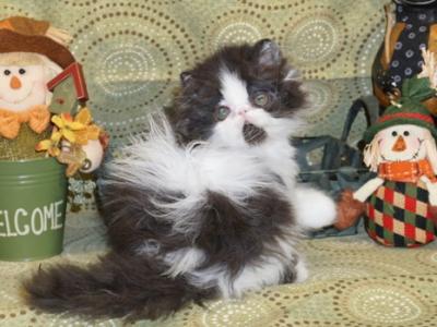 Flat Faced Black And White Bi Color Female - Persian - Gallery Photo #1