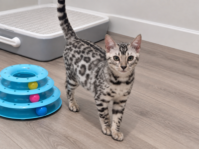 SLR Diamond Bengals - Bengal - Gallery Photo #1