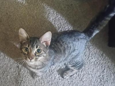 Leo - American Shorthair - Gallery Photo #1