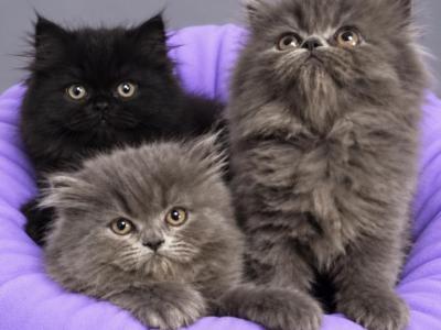 Blazing Sun Persians - Persian - Gallery Photo #1