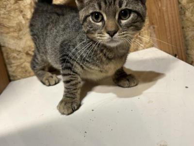 Tuna - Domestic - Gallery Photo #1