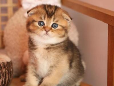 Eclair - Scottish Fold - Gallery Photo #1