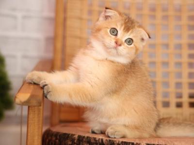 Brutto - Scottish Fold - Gallery Photo #1