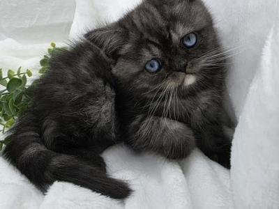 Blue Babies - Munchkin - Gallery Photo #1