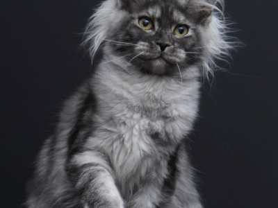 Sabrina - Maine Coon - Gallery Photo #1