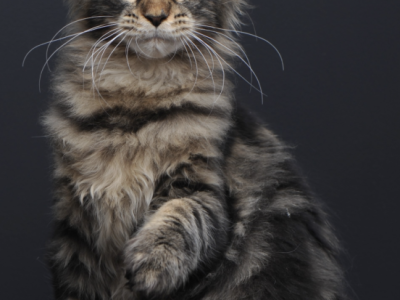 Sammy - Maine Coon - Gallery Photo #1