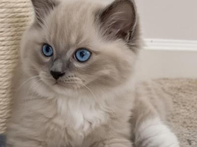 Blue Mitted Cherubim Ragdoll Kitten - Ragdoll - Gallery Photo #1