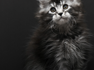Kamari - Maine Coon - Gallery Photo #1