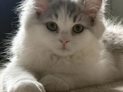 Leo - Persian - Gallery Photo #1