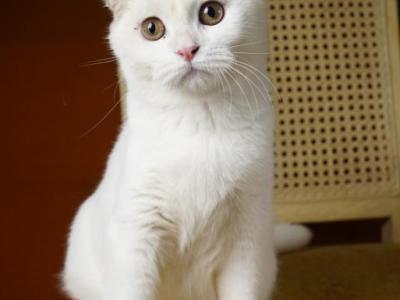Blondie - Scottish Fold - Gallery Photo #1