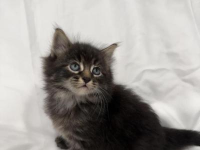 Maine Coon Baby - Maine Coon - Gallery Photo #1