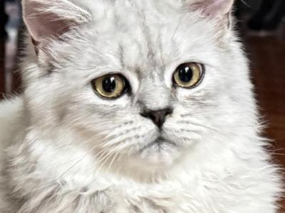 Zoke - Persian - Gallery Photo #1
