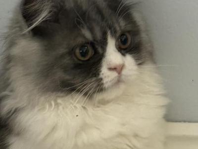 Baw - Persian - Gallery Photo #1