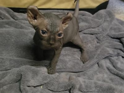 Bella - Sphynx - Gallery Photo #1