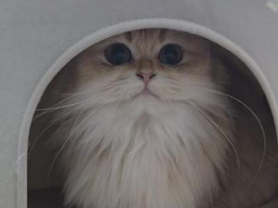 Daniella - British Shorthair - Gallery Photo #1