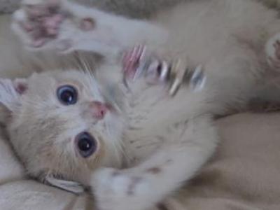 Kiki - British Shorthair - Gallery Photo #1