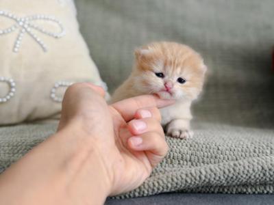 Golden British Shorthair Girl - British Shorthair - Gallery Photo #1